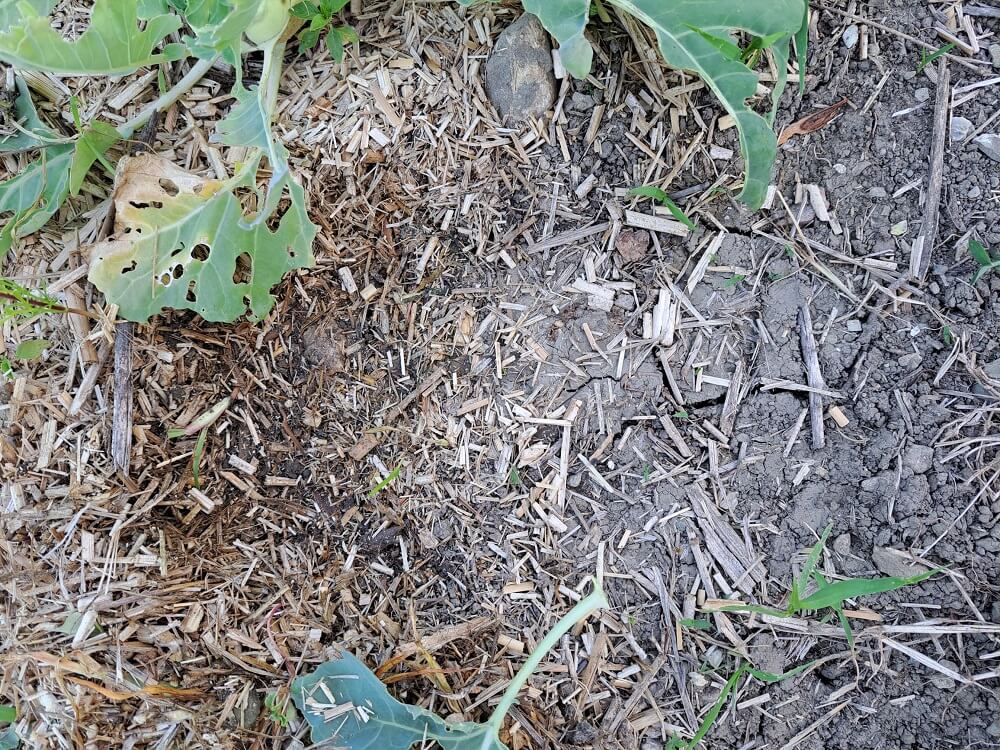 tipps garteln mulchen tocken und feucht