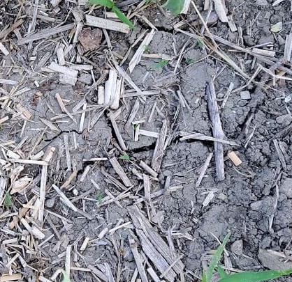 tipps garteln mulchen krustenildung