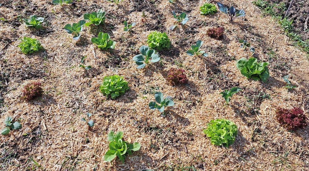 tipps garteln mulchen