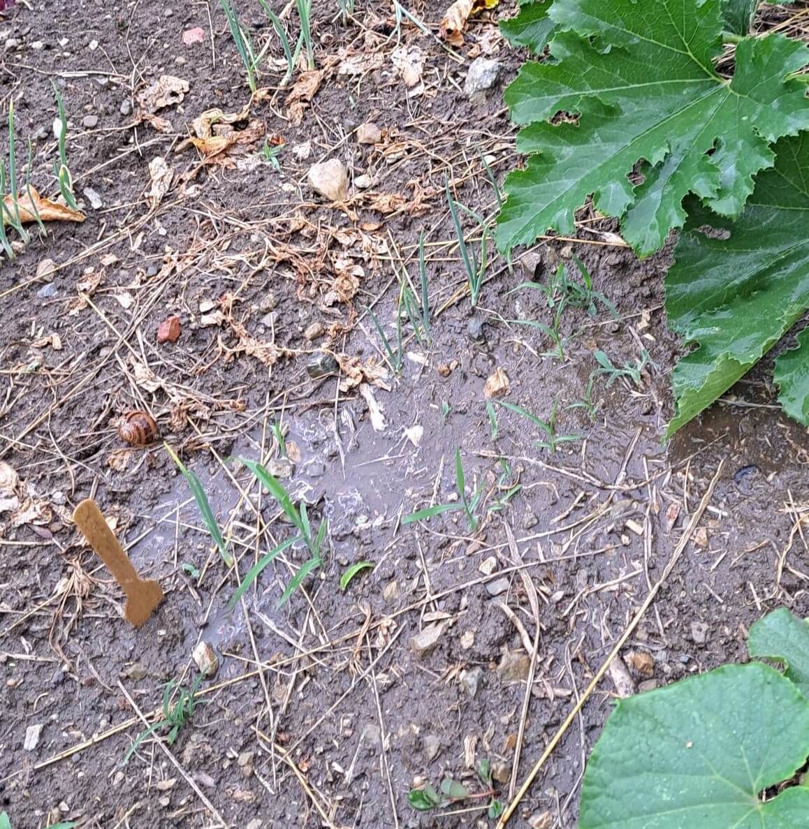 tipps garteln mulchen bodeneinebnung